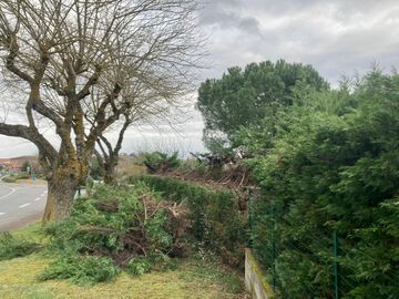 Rabattage d'une haie de Cyprès à Lauzerville