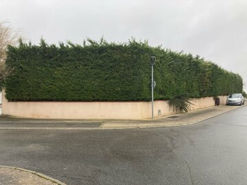 Rabattage d'une haie de Cyprès à Lauzerville